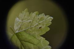 Phytomyza tiarellae