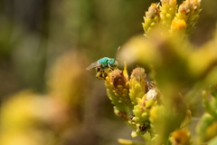 Agapostemon
