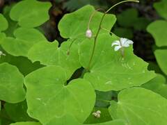 Vancouveria hexandra