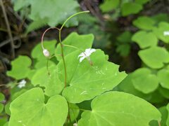 Vancouveria hexandra