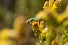 Agapostemon