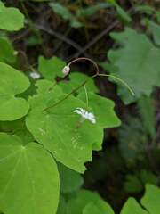 Vancouveria hexandra