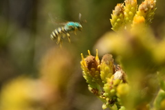Agapostemon