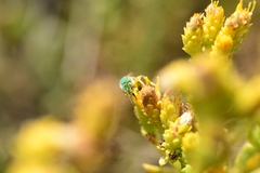 Agapostemon