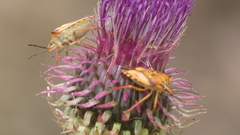 Carpocoris mediterraneus