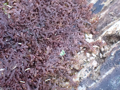 Frullania nisquallensis