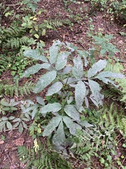 Erysiphe vanbruntiana