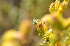 Agapostemon