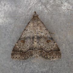 Bleptina caradrinalis