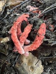 Clathrus archeri