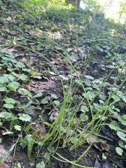 Allium vineale