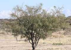 Prosopis chilensis