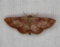 Idaea demissaria