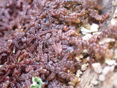 Frullania nisquallensis