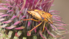 Carpocoris mediterraneus