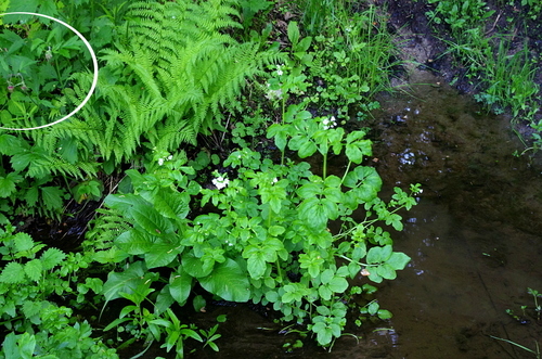 Raudonoji žiognagė nuotrauka