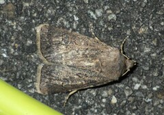 Agrotis bigramma