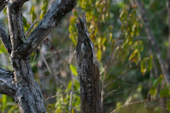 Nyctibius aethereus