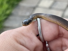 Liodytes rigida sinicola