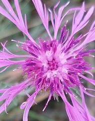 Centaurea scabiosa
