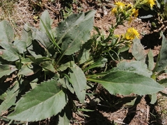 Solidago virgaurea