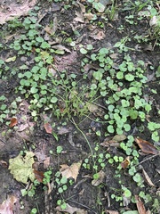 Allium vineale
