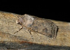 Agrotis bigramma