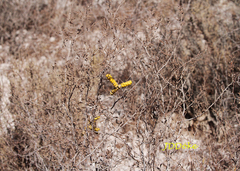 Prosopis strombulifera