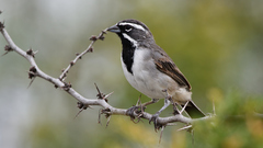 Amphispiza bilineata