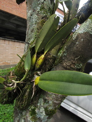 Cattleya