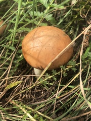 Suillus granulatus