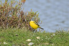 Motacilla flava flava