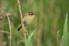 Acrocephalus schoenobaenus