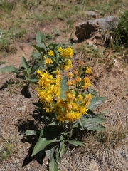 Solidago virgaurea