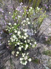 Helichrysum teretifolium