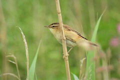 Acrocephalus schoenobaenus