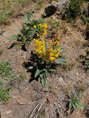 Solidago virgaurea