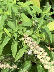 Teucrium canadense