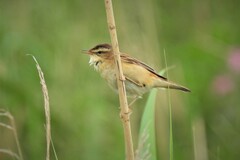 Acrocephalus schoenobaenus