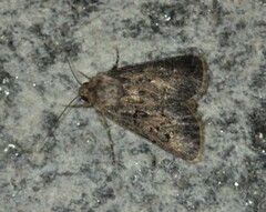 Agrotis bigramma