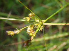 Juncus tenuis