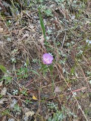 Clarkia