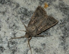 Agrotis bigramma