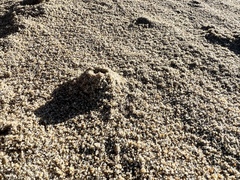 Cerithideopsis californica