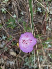 Clarkia