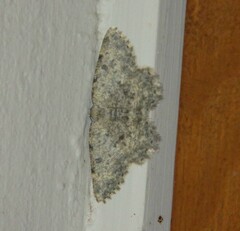 Charissa glaucinaria