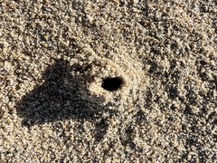 Cerithideopsis californica