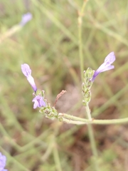 Lavandula