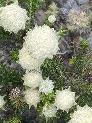 Helichrysum teretifolium