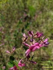 Lespedeza bicolor